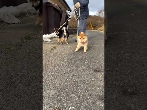 嬉しそうに近寄ってくる赤豆柴と黒豆柴の反則的な可愛さ 豆柴 柴犬 子犬 日本犬 サムネイル
