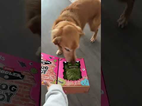 coming home to my golden retriever🥵goldenretreivers dog pup… サムネイル