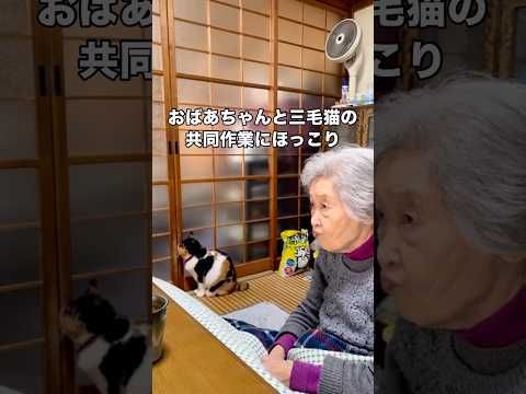 生前のおばあちゃんと三毛猫の共同作業 三毛猫 猫 おばあちゃん shorts