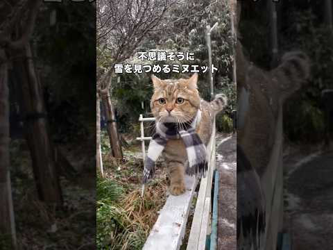 雪を見て不思議そうにしているミヌエットが可愛すぎる ミヌエット マンチカン 猫 shorts サムネイル