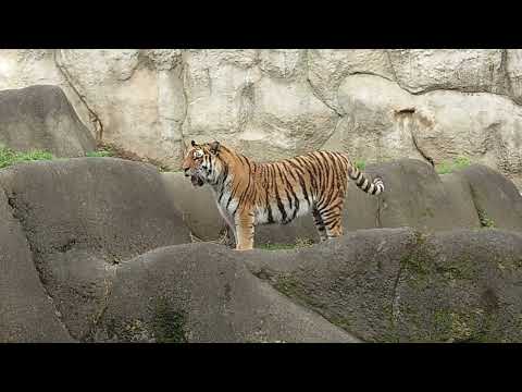 サーシャちゃん　アムールトラ🐯　浜松市動物園 サムネイル