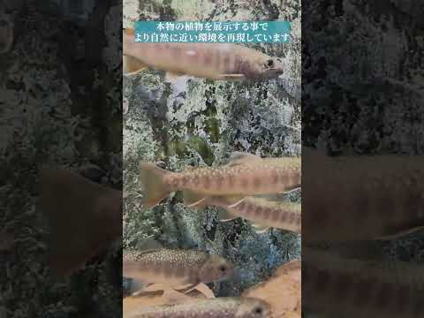 【魚津水族館】富山の河川コーナー🐟✨shorts サムネイル