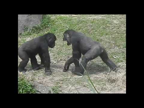 gorilla Tayari 15y old mom & son Jabali 5y4m old & nephew R… サムネイル