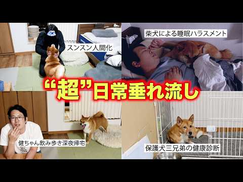 ボツにするには惜しい多頭飼いファミリー超絶日常の詰め合わせ サムネイル