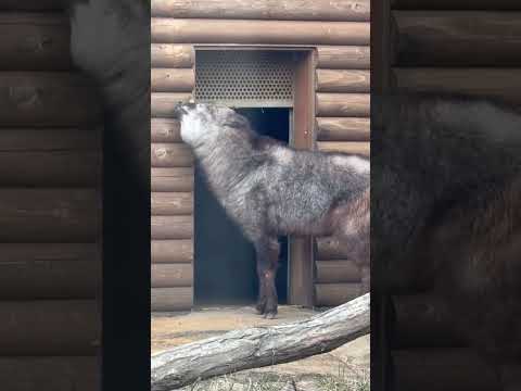 shorts 吹雪でも(扉開いてるのに)お外に居たミカゲくんが部屋に‥🫢　ニホンカモシカ　那須どうぶつ王国にて　202…