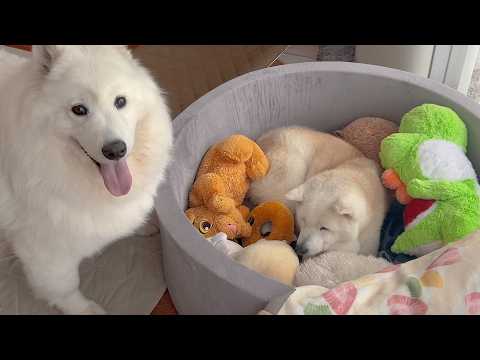 ぬいぐるみとの同化が上手過ぎる柴犬を完全に見失うサモエド サムネイル