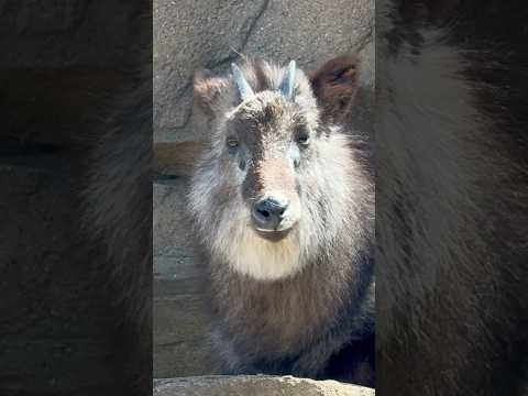 shorts ミカゲくん　ニホンカモシカ　那須どうぶつ王国にて　2026年4月11日 サムネイル