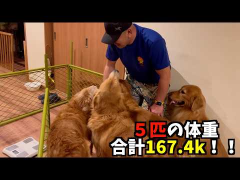 【大型犬5匹】体重測定したら合計167. 4kgだった…パパ限界説 サムネイル