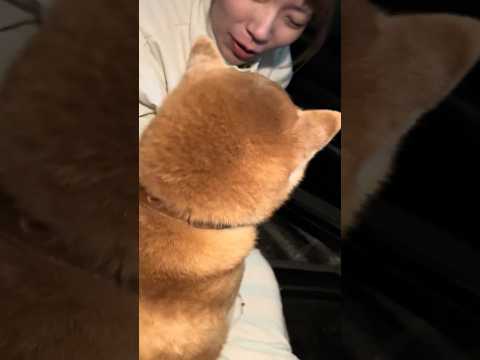柴犬福 病院行く前の姉とプリチーさんの絡み🤣Sister and Shiba🤣姉と柴 shorts funny fun… サムネイル