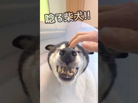 キレッキレで唸る柴犬！ サムネイル