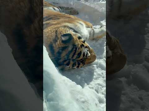 shorts アムールトラ🐯の令くん　那須どうぶつ王国　2026年1月12日