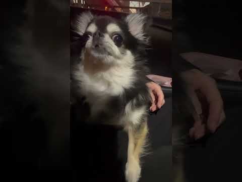 騙されたチワワのいちご サムネイル