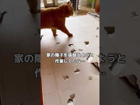 飼い主が障子の張替え作業をしていたら家猫が見事に邪魔しに来てくれました。 スコティッシュフォールド 障子 shorts サムネイル