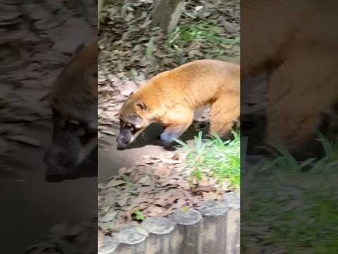 shorts ひかりくん♪ アカハナグマ　千葉市動物公園にて　2026年4月19日 サムネイル