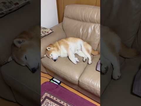 柴犬福 低気圧柴犬🤣Shiba-Sleep🤣shorts japanesedog 柴犬 shibainu dogsho… サムネイル