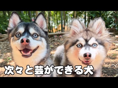 賢すぎる‼️ 飼い主の指示で次々と芸ができる犬 サムネイル