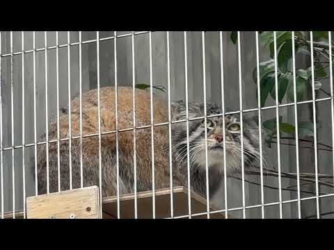 ちょっとエルパパぽいですが、エルくんとミーニャちゃんの息子たち　マヌルネコ　東山動植物園にて　2026年3月13日 サムネイル