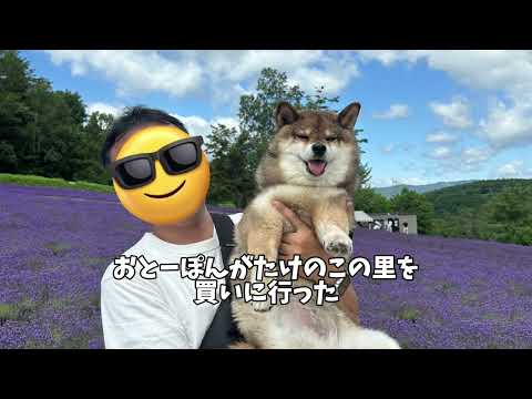 薄情ものの飼い主に怒り心頭の柴犬 サムネイル