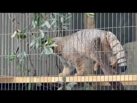 キミは〜ヒデくん？ノブくん？　マヌルネコのこども　東山動植物園にて　2025年12月13日 サムネイル