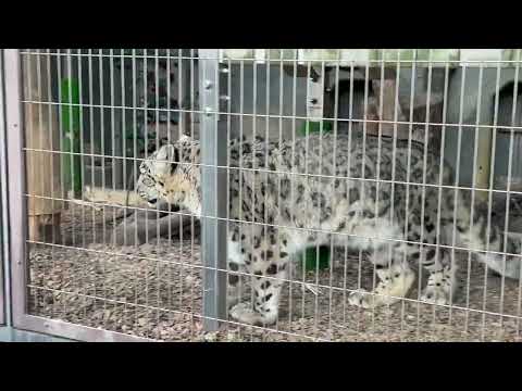 ユキチくん リアンちゃんと動きがシンクロして行く　ユキヒョウ　東山動植物園にて　2025年12月12日 サムネイル