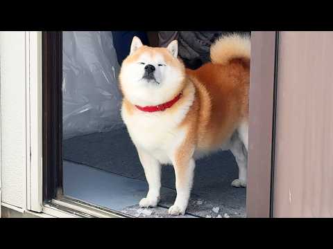 雪の広場に放された途端１ミリも喜び駆け回ることなく屋内に避難する柴犬 サムネイル