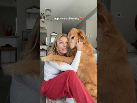 coming home to my golden retriever🥵goldenretreivers dog pup… サムネイル