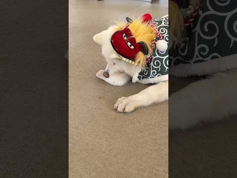 shorts お正月と言えば獅子舞アカネちゃん🎍　ふれあいドッグパーク　那須どうぶつ王国にて　2026年1月1日 サムネイル