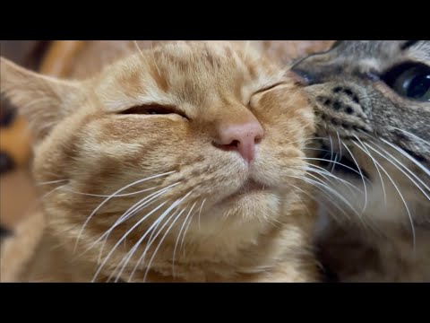 仲良し兄妹にバトル勃発！Kuu & Luna’s Cute Little Fight