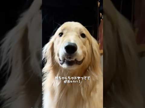 うちはうち！よそはよそ！(`･д･⊂彡☆))Д´))ﾊﾟｧﾝ!! 大型犬 ゴールデンレトリバー サムネイル