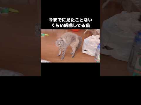 お母ちゃんが窓の外で洗濯物干してたら突然やんのか発動した猫 猫 やんのかステップ ブチ切れ猫 shorts サムネイル