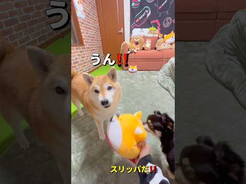 ご機嫌ななめな日🐶💢柴犬 チワワ shorts サムネイル
