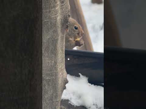 shorts モグモグ😊ニホンリスさん　那須どうぶつ王国にて　2026年2月1日 サムネイル