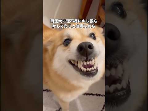 同居犬に理不尽にキレたことを注意したら納得できなかったしくめっちゃ言い返してきた ポメ柴 ポメラニアン 柴犬 shor…