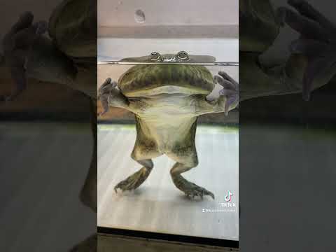 いないないないなばぁあ！ カエル 草津熱帯圏 サムネイル