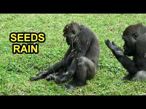 Seeds rain falling on Jabali,D'jeeco family happy seeds tim… サムネイル