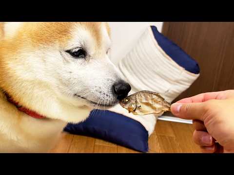 新入りおやつとの初対面ではひとまず「審査する側」として格の違いを見せつける柴犬 サムネイル