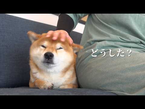 柴犬ハチの鼻の下に違和感が…原因を探してみたら思わぬ展開に サムネイル