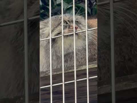 shorts エルくん　マヌルネコ　東山動植物園にて　2026年3月13日 サムネイル