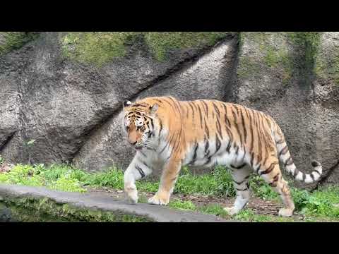 ローラさんとソーンくん☺️  アムールトラ　浜松市動物園にて　2026年4月5日 サムネイル