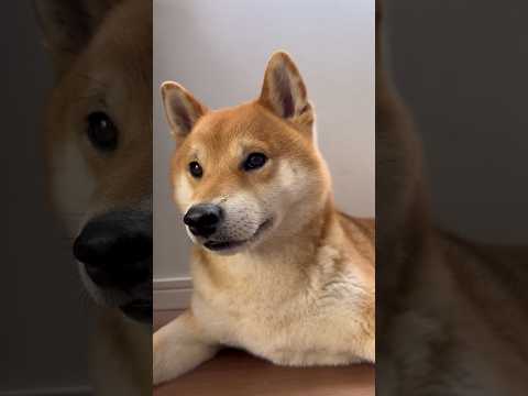柴犬とん君のプライスレス❣️ 柴犬　柴犬とん