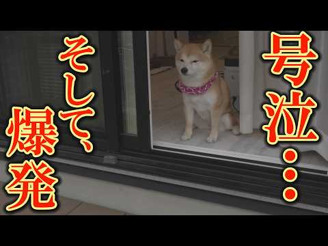 孤独に耐える柴犬・・・兄弟犬が帰って来ると大泣きし、飛びついて喜びました。 サムネイル