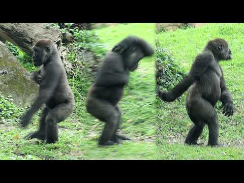 Rock Star Gorilla Jabali made cute moves, Ringo jump over J… サムネイル