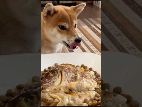 鯛を骨ごと頂きます！柴犬小夏　神戸 柴犬 shiba shibainu サムネイル