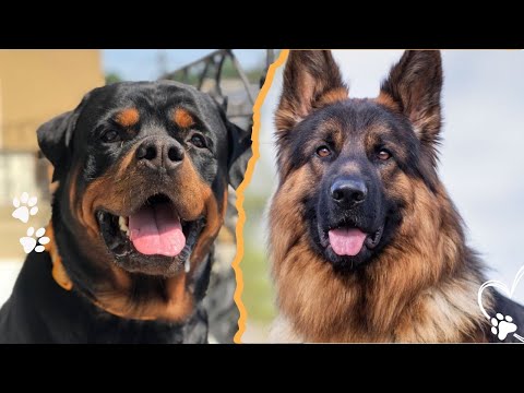Rottweiler vs GSD Which Breed Is Truly Stronger サムネイル