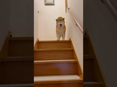 柴犬福 10歳になって初の姉への渾身のお出迎え🤣Sister and Shiba🤣姉と柴 shorts funny f… サムネイル