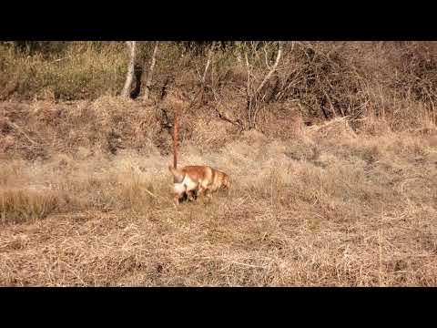 2026/3/5 午後の散歩は休耕田でゆっくりとした時間。 サムネイル