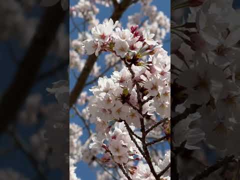 shorts 桜　のんほいパークにて　2026年4月3日 サムネイル