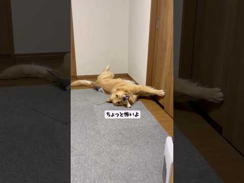 おかしなモンちゃん集goldenretriever ゴールデンレトリバー サムネイル