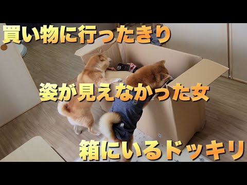 買い物に出掛けたきり姿が見えなかった女が、二日寝かした箱にいるドッキリ サムネイル