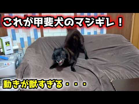 甲斐犬がガチで大暴れした理由。ポンコツ飼い主でごめん・・・ サムネイル